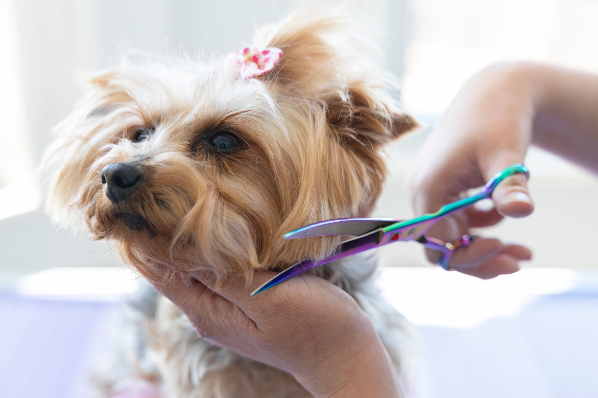 Yorkshire Terrier Getting a Rounded Face