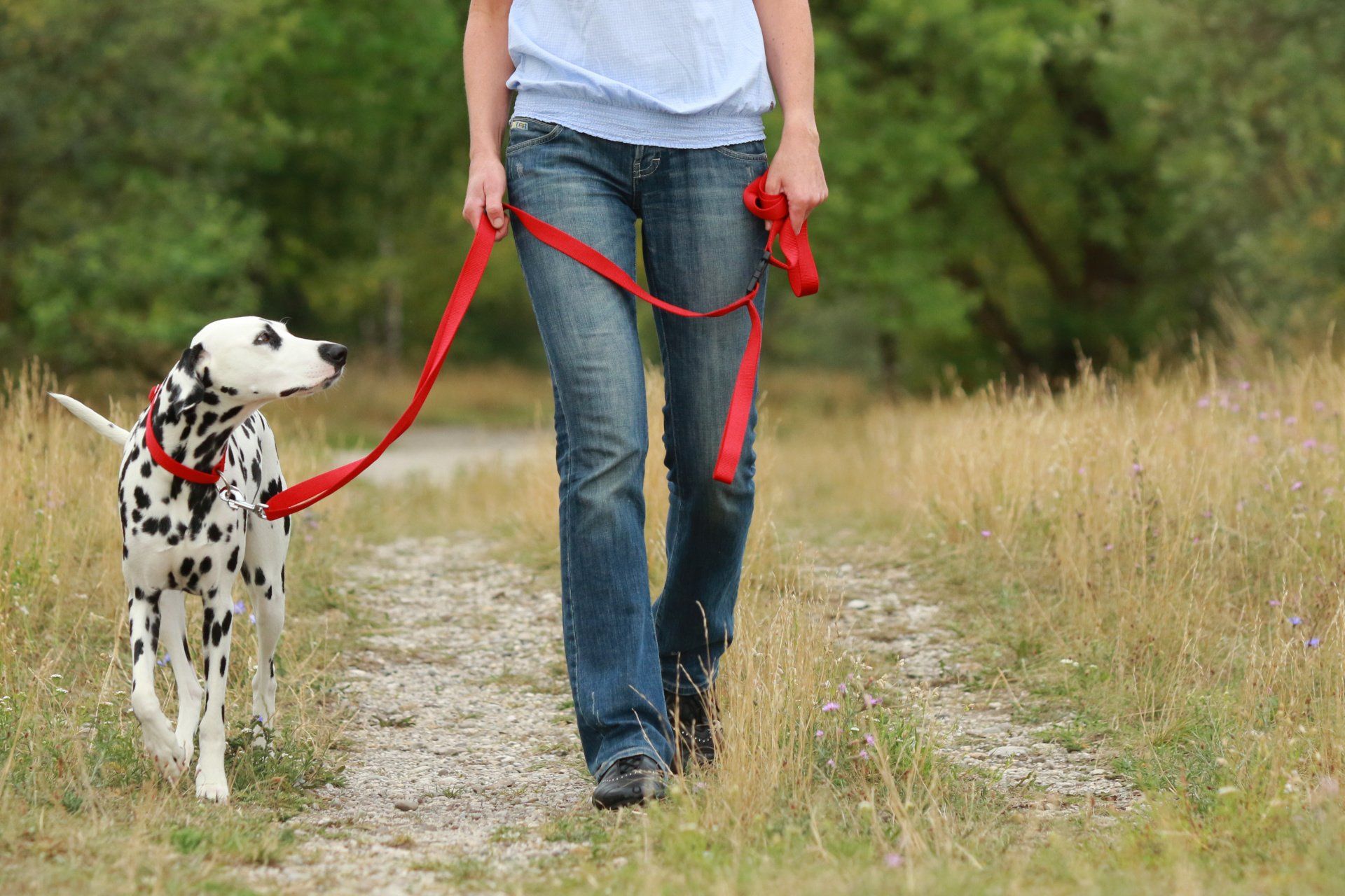 Hundetrainer Offenburg, Hundepsychologie Offenburg