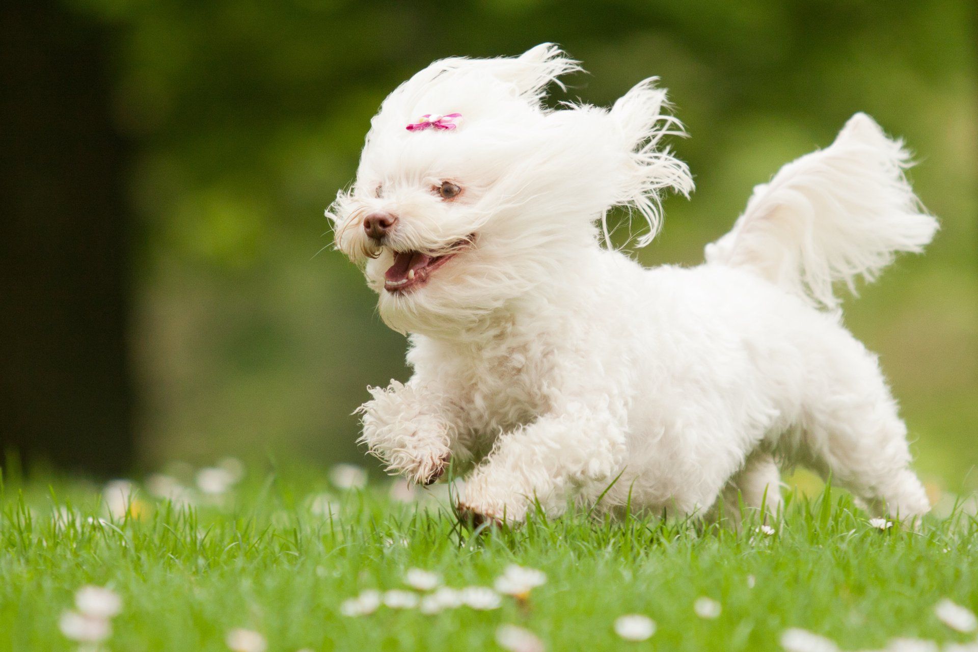 Kleinhundegruppe Offenburg, Lahr, Kehl