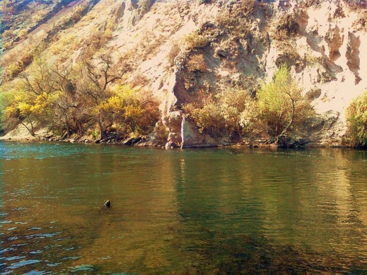 A duck is swimming in a river near a rocky cliff.