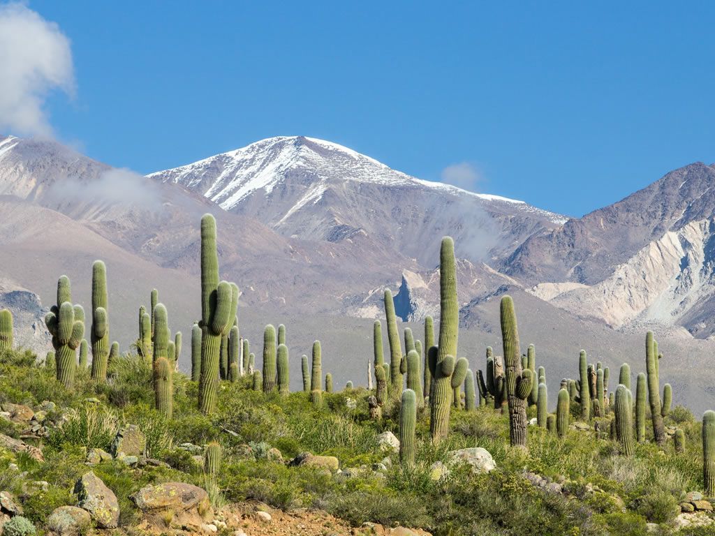 A field of cactus with mountains in the background