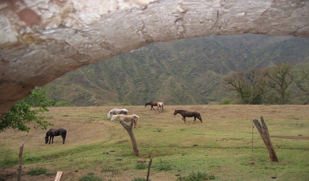 A herd of horses grazing in a field with mountains in the background