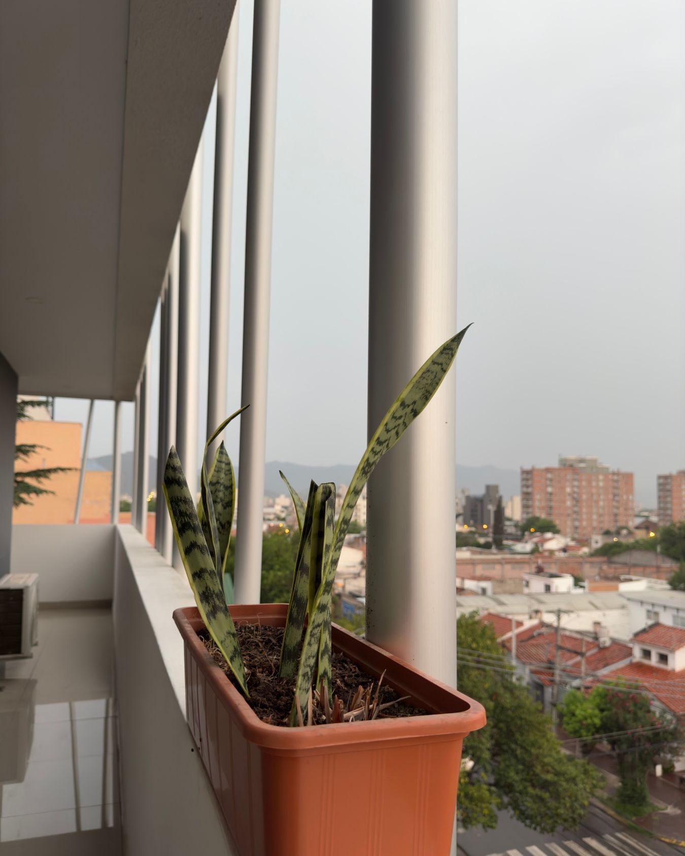 A potted plant on a balcony overlooking a city
