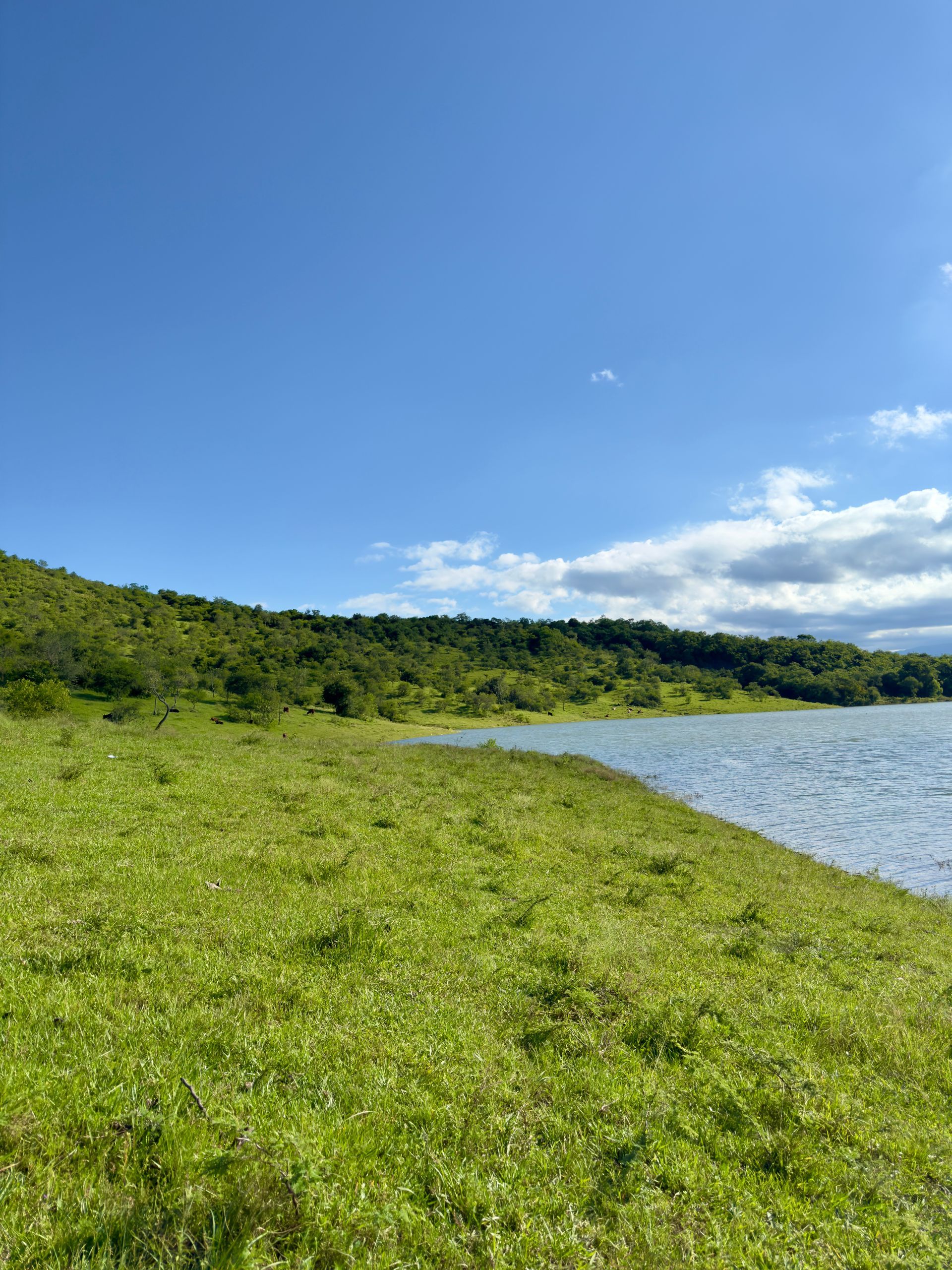 There is a lake in the middle of a grassy field.