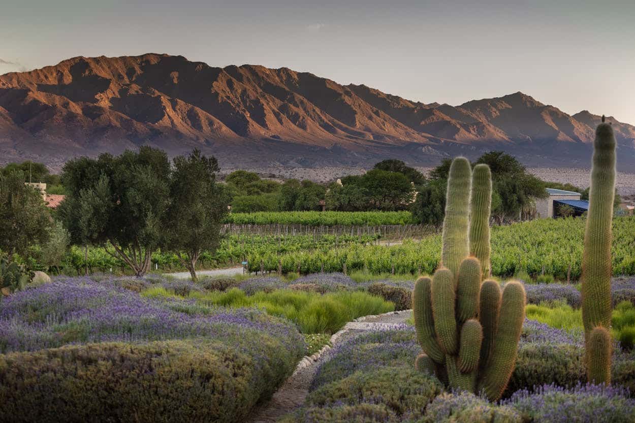 A cactus in a field of lavender with mountains in the background.