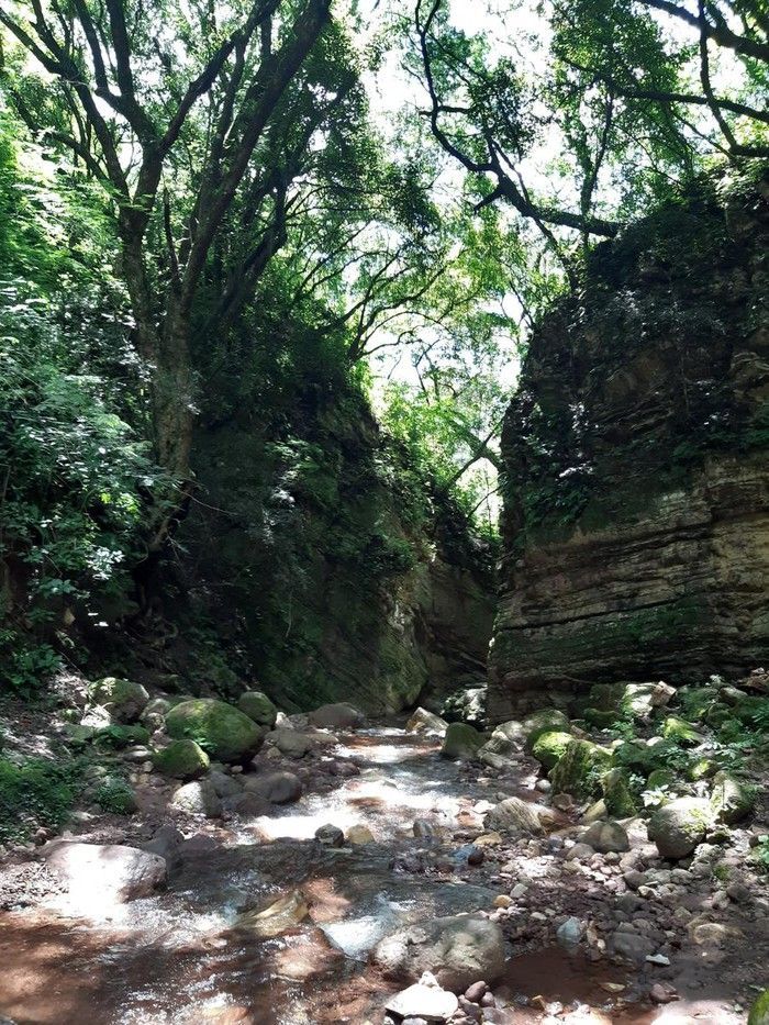 A stream running through a lush green forest surrounded by rocks and trees