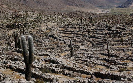 A cactus is growing in the middle of a desert.