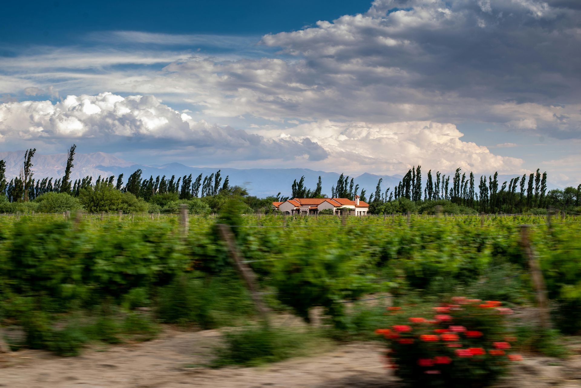 A blurry picture of a vineyard with a house in the background.