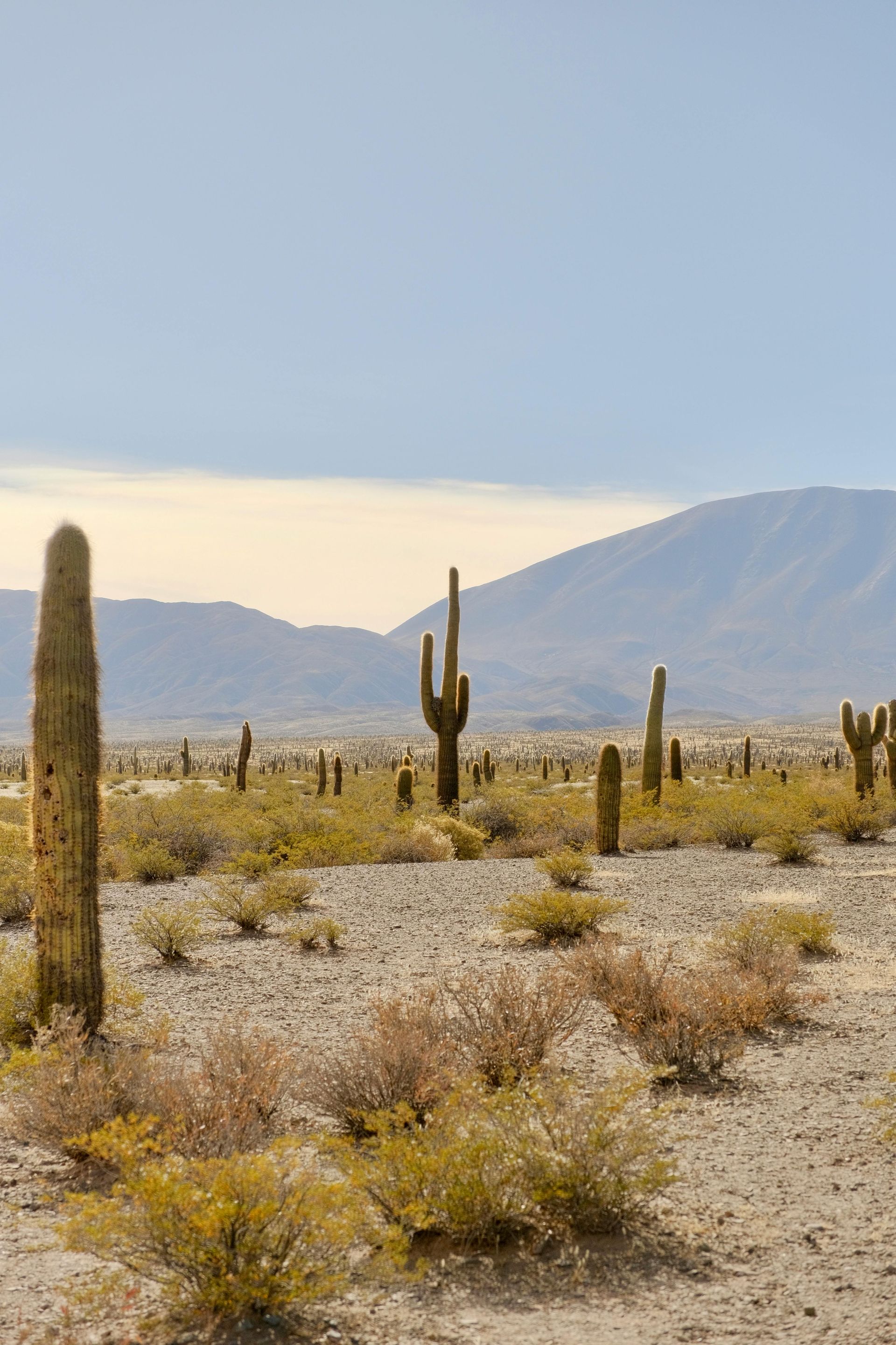 There are many cactus in the desert with mountains in the background.