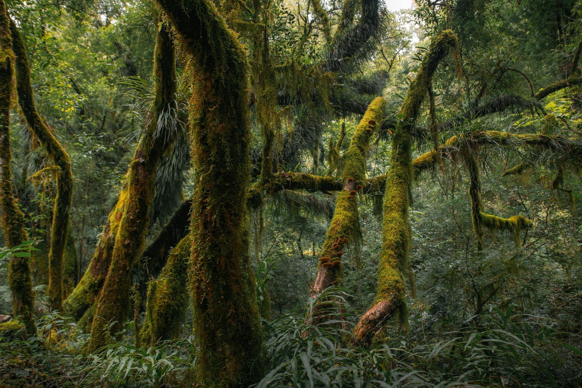 A lush green forest with trees covered in moss and ferns.
