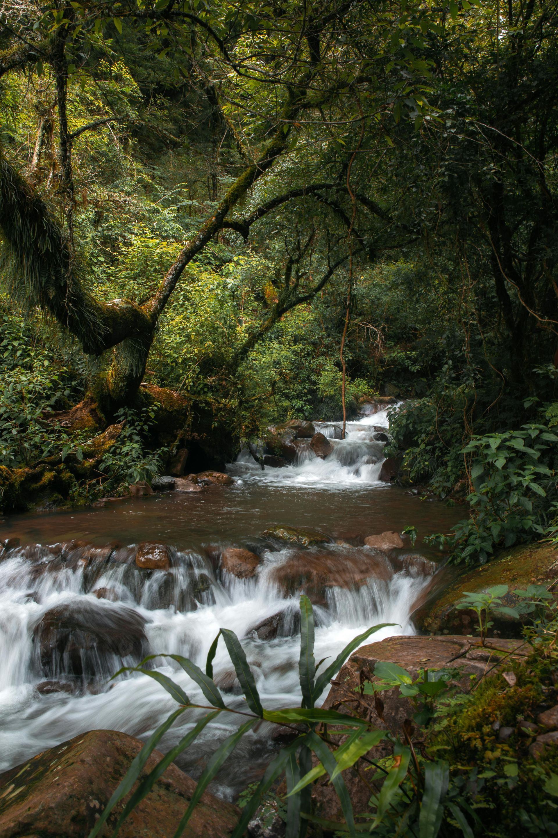 A small waterfall in the middle of a forest surrounded by trees.