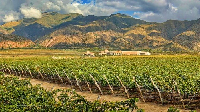 A vineyard with mountains in the background and a building in the distance.