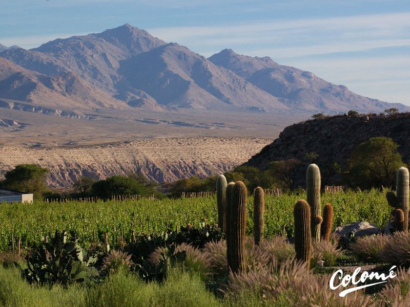 A cactus field with mountains in the background and the word colomé on the bottom