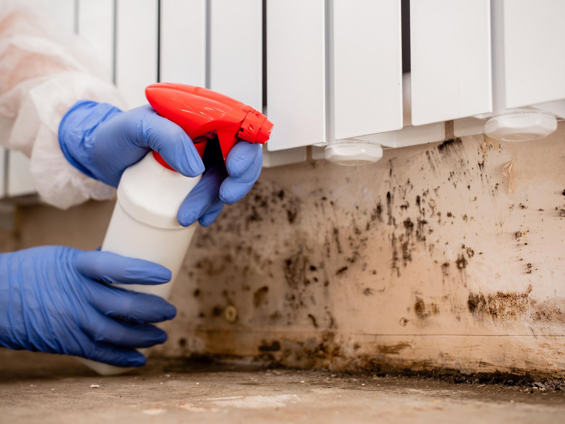 A person is spraying mold on a wall with a spray bottle.