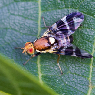 A close up of a fly on a green leaf
