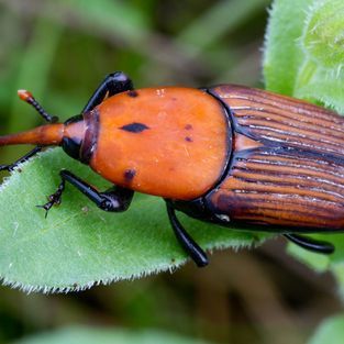 A close up of an orange and black beetle on a green leaf.