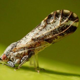 A close up of a bug on a green leaf.