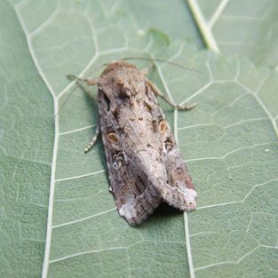 A moth is sitting on a green leaf.
