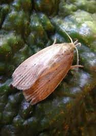 A moth is sitting on a green leaf.