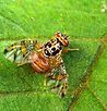 A small fly is sitting on top of a green leaf.