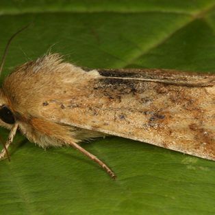 A moth is sitting on a green leaf.