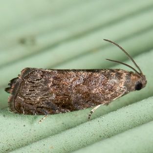 A moth is sitting on a piece of green paper.