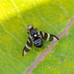 A close up of a fly sitting on top of a green leaf.