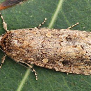 A moth is sitting on a green leaf.