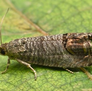 A moth is sitting on a green leaf.