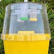 A yellow container with a clear lid is sitting in the grass.