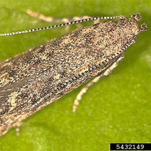 A close up of a moth on a green leaf.