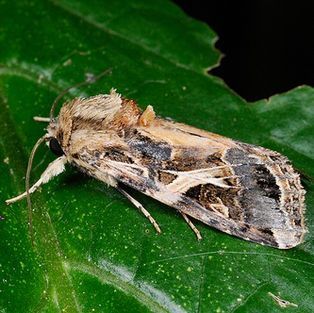 A moth is sitting on top of a green leaf.