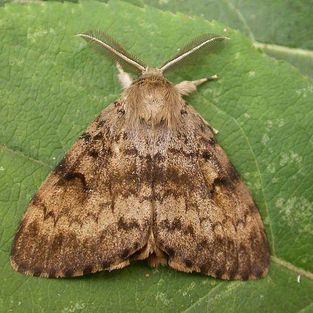 A moth is sitting on a green leaf.