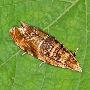 A moth is sitting on top of a green leaf.