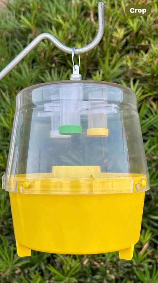 A yellow and clear fly trap is hanging from a metal hook.