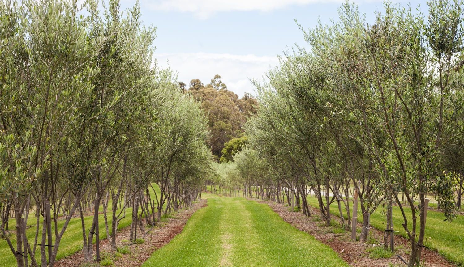A row of olive trees lined up in a field.
