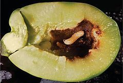 A close up of a green apple with a larva in it.