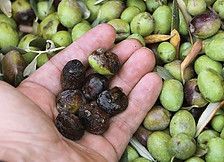A person is holding a handful of olives in front of a pile of olives.