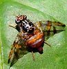 A close up of a fly sitting on top of a green leaf.