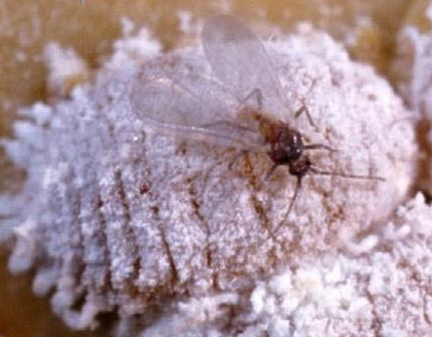 A close up of a fly sitting on top of a pile of white powder.
