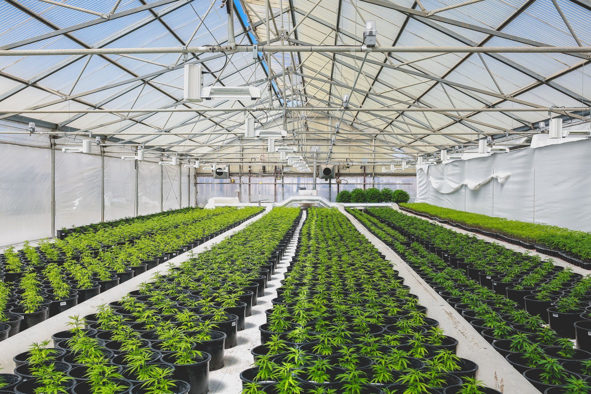 Rows of small green potted plants arranged in neat lines inside a large, bright commercial greenhouse.