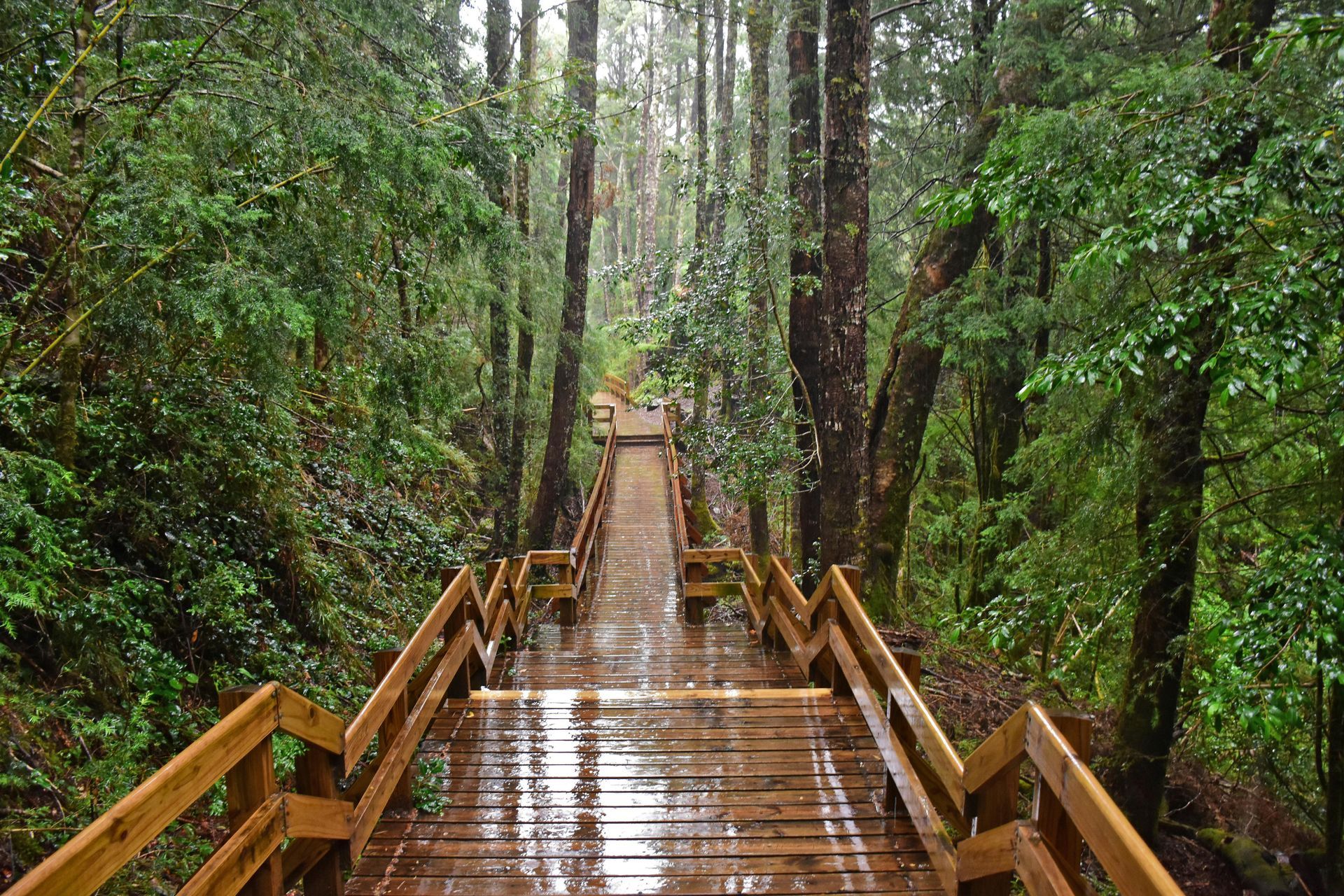 En træbro midt i en skov på en regnvejrsdag.