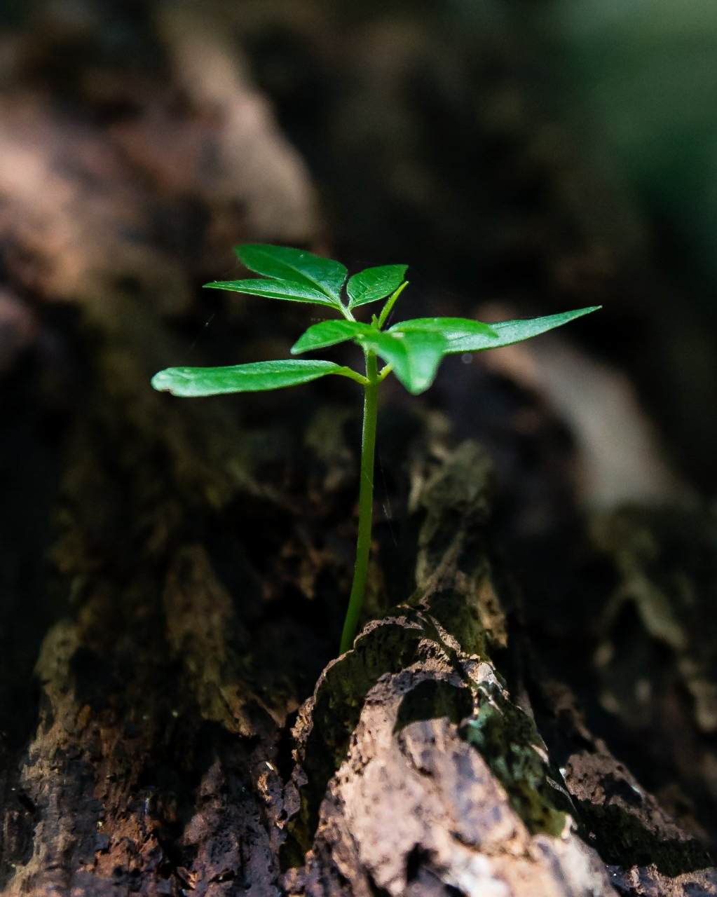 A small green plant is growing out of a tree stump.