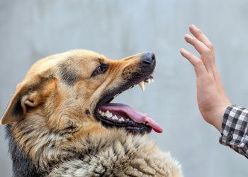 Angry Dog — Omaha, NE — Sibbernsen Law Firm
