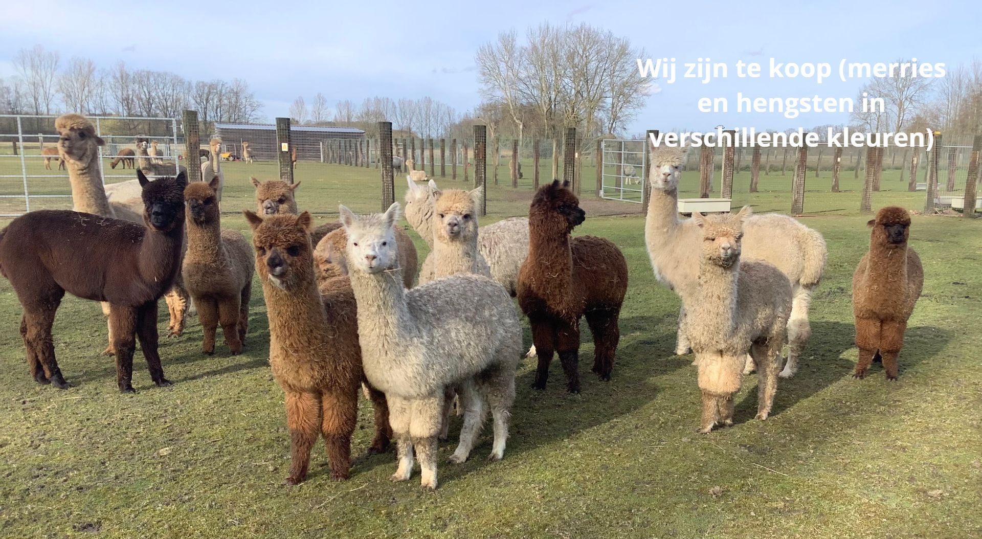 Merries en jonge hengsten in 
verschillende kleuren te koop