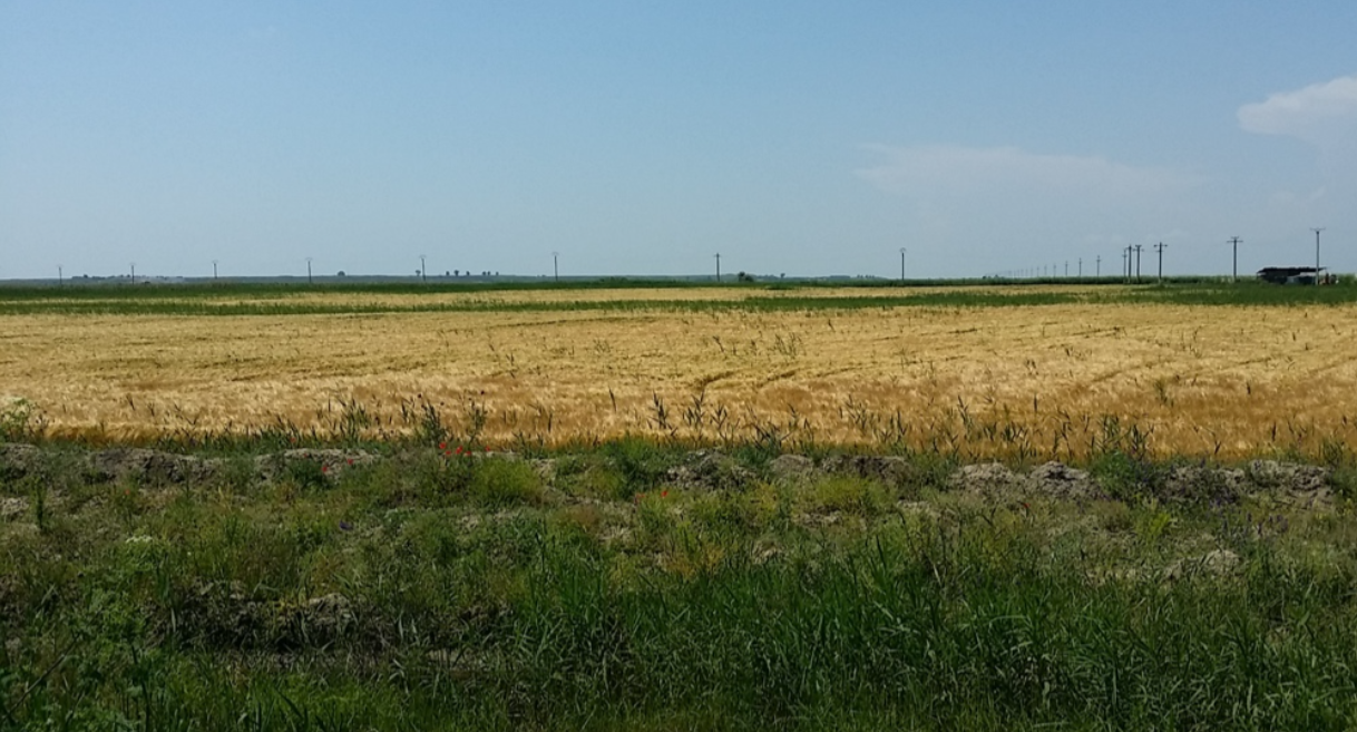 Un gran campo de trigo con un cielo azul de fondo.