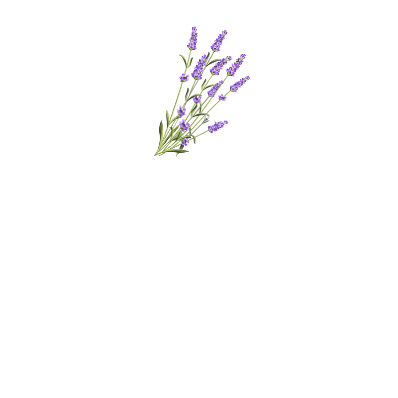 A bunch of purple lavender flowers on a white background.