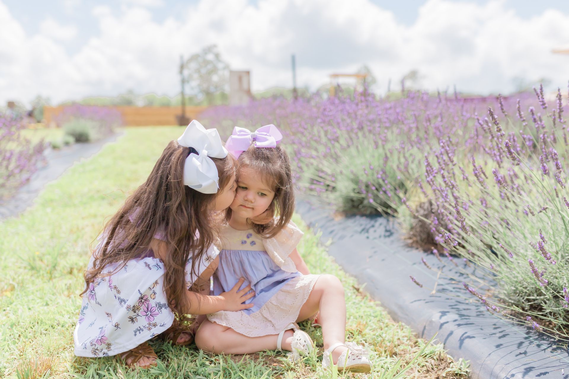 Two little girls are sitting in the grass in a lavender field.