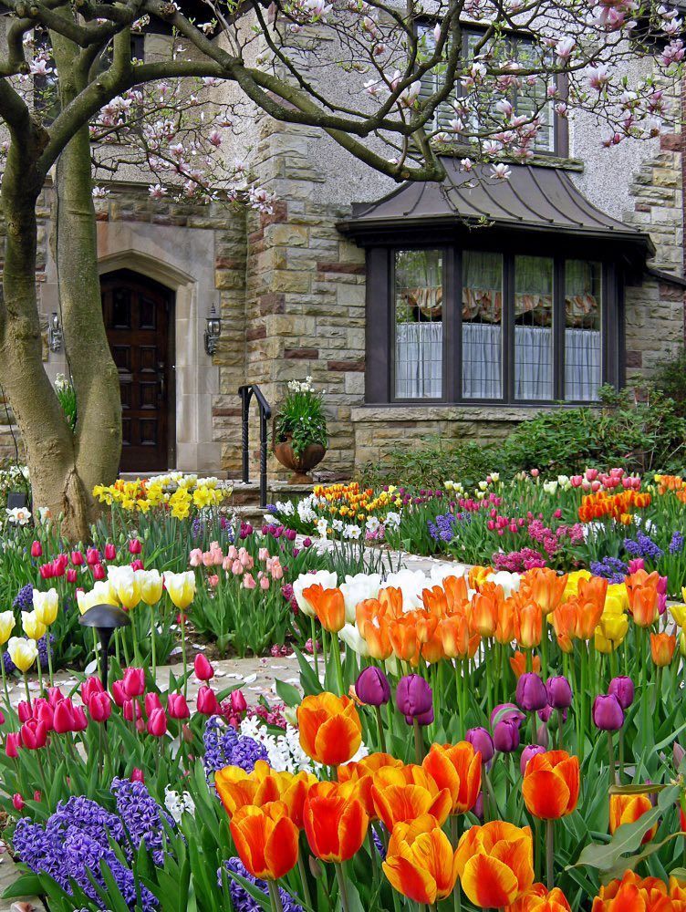 A garden filled with colorful tulips in orange, red, yellow, and purple blooms in front of a stone house with a bay window.