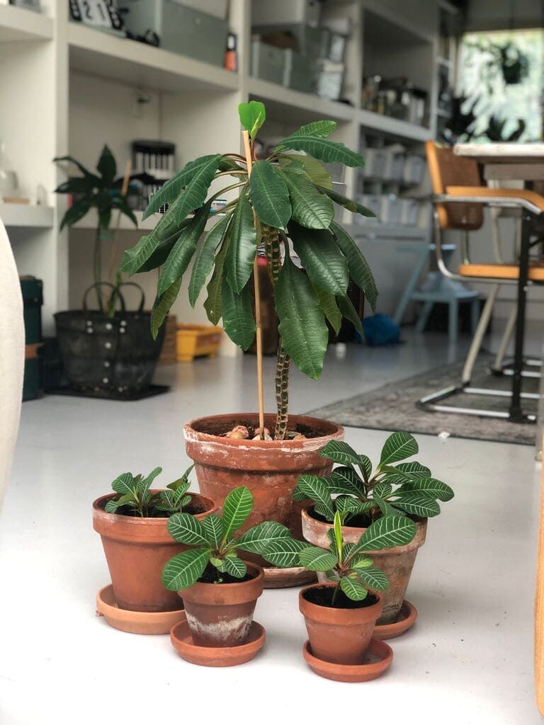 A group of potted plants are stacked on top of each other in a living room.